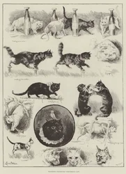 Les chats performants du professeur Fredericks