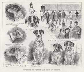Exposition du Southdown Fox Terrier Club à Brighton