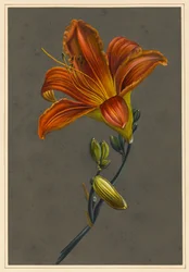 Hemorocallus (Lys du jour)