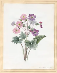 Auricule Hybride
