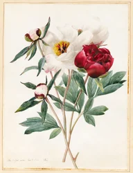 Pivoines herbacées rouges et blanches, 1829
