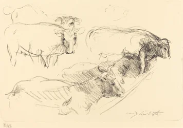 Vaches