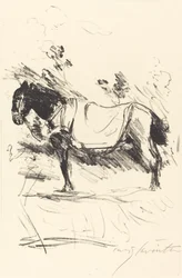Cheval de selle