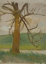 Arbre près de la rivière