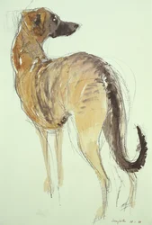 Lévrier debout