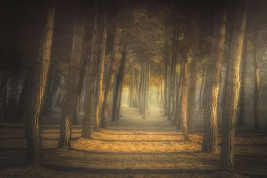 Le sentier de la forêt dorée