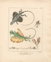 Les dragons volants et leur anatomie (gravure sur cuivre coloriée à la main)