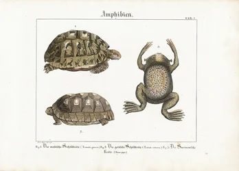 Amphibiens : Tortue grecque, tortue à pieds rouges et crapaud du Surinam