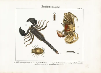 Arthropodes : Scorpion, crabe et autres arthropodes