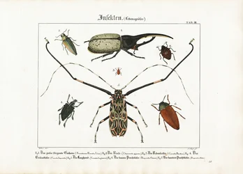 Espèces de coléoptères en taille réelle