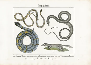 Serpents et amphibiens d