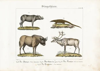 Mammifères exotiques : pangolin, gnou, renne et babouin.