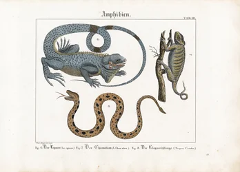 Iguane, caméléon et serpent à sonnettes