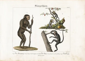 Primates : Orang-outan, ouistiti commun et singe-araignée