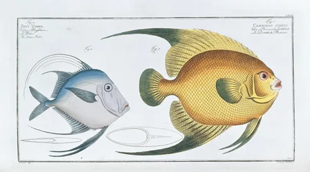Chaetodon Aureus
