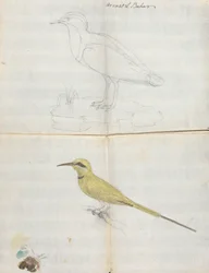 2 oiseaux "Aroust el Bahar"