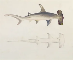 Un requin marteau, Loheia, autrefois attribué à James Bruce (1730-94)
