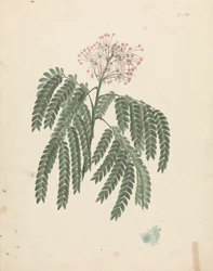 Albizia gummifera (J.F.Gmel.) C.A. Sm. (Arbre d