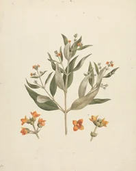 Avicennia marina (Forssk.) Vierh. (Mangrove blanche) : dessin fini de la pousse florale avec détails des fleurs
