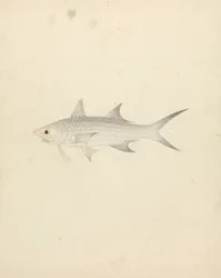 Binney: numéro un (un poisson)