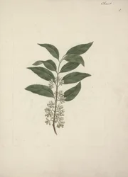 Catha edulis Forssk. (Khath) : dessin fini