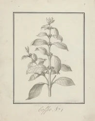 Coffea arabica L. (Caféier arabica) : dessin fini de pousse feuillue et de baies