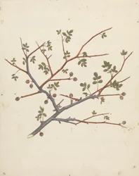 Commiphora gileadensis (L.) C. Chr. (Baume de Galaad, Opobalsam) : dessin fini d