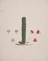Euphorbia abyssinica J.F. Gmel. (Euphorbe d