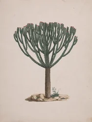 Euphorbia abyssinica J.F. Gmel. (Euphorbe éthiopienne) : dessin fini de l
