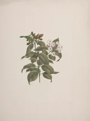 Jasminum dichotomun Vahl (jasmin africain) : dessin fini