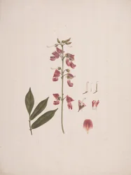 Millettia ferruginea (Hochst.) Baker : dessin fini avec quelques détails exclus