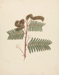 Mimosa pigra (L.) : dessin fini