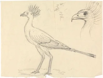 Oiseau secrétaire