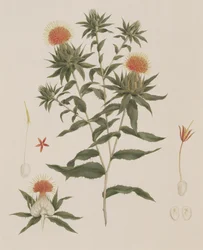 Sussa (Feuilles, Fleurs et Détails) autrefois attribué à James Bruce (1730-94)