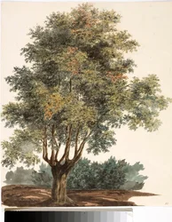 Arbre
