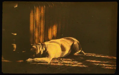 Photographie couleur de chien endormi au soleil avec Autochrome Lumière et un appareil photo 35mm