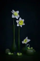 Jonquilles, nature morte verte