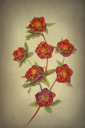 Hellebores « Double Queen »