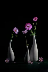 Élégante nature morte aux cosmos