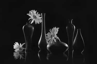 Élégante nature morte aux marguerites