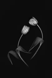 Élégant duo de tulipes