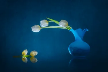 Élégantes tulipes blanches
