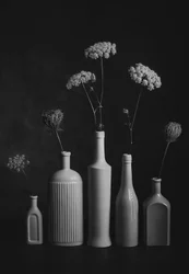 Nature morte botanique monochrome