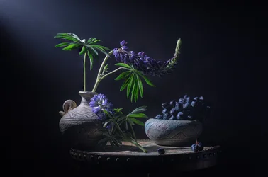 Lupins et baies mélancoliques