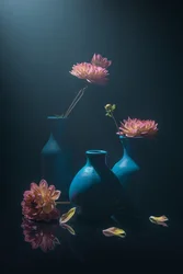Dahlias roses mélancoliques