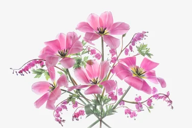 Fleurs de printemps roses
