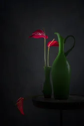 Anthuriums rouges, vases verts