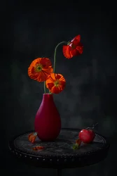 Coquelicots rouges - nature morte sombre