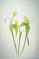 Tulipes jaune tendre