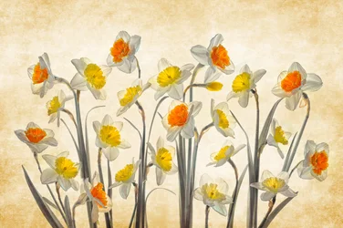 Des jonquilles printanières aux couleurs éclatantes